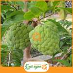 Na bở Đài Loan
