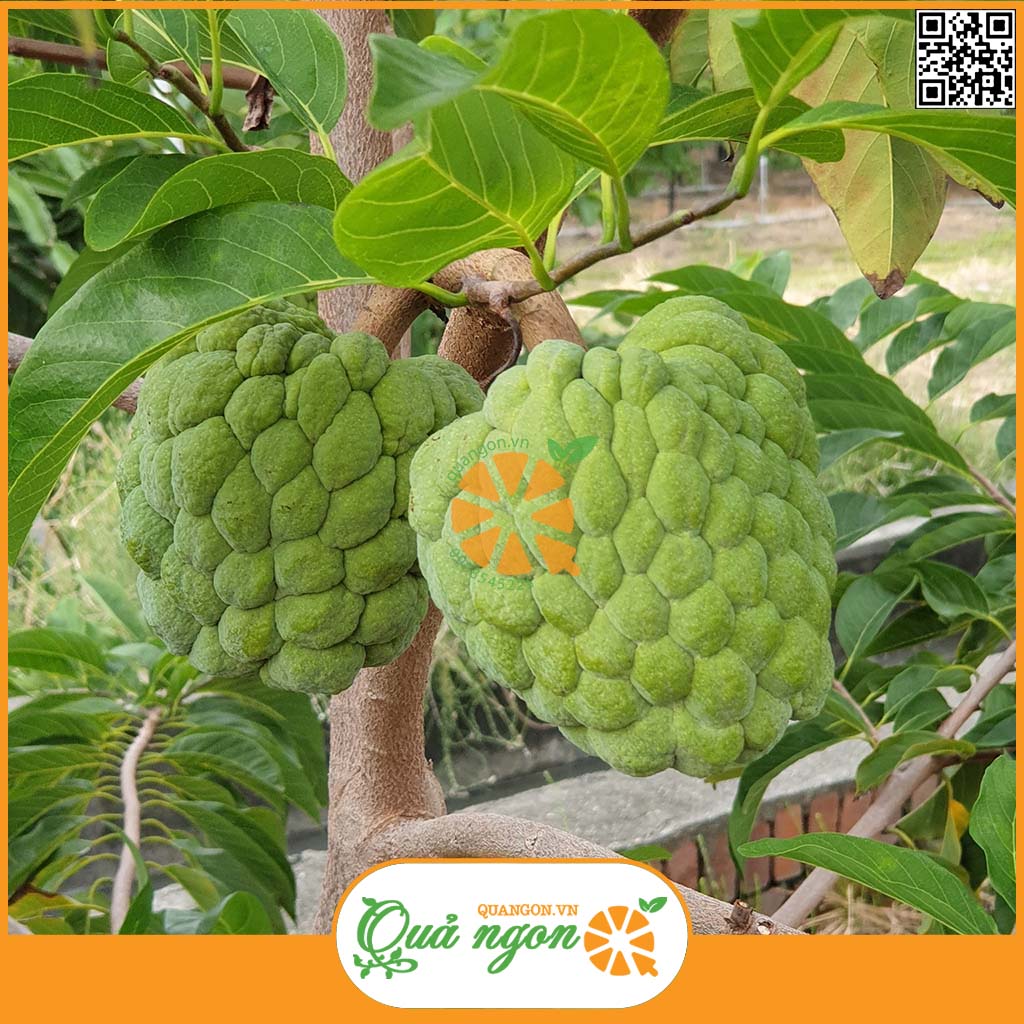 Na bở Đài Loan
