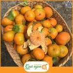 Cam canh đường hữu cơ