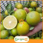 Cam xoàn Lai Vung Đồng Tháp
