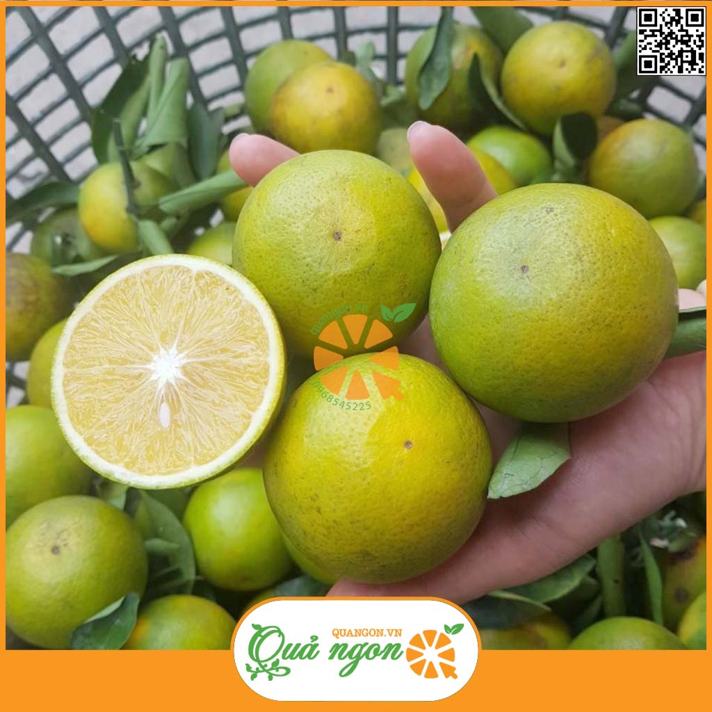 Cam xoàn Lai Vung Đồng Tháp