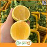 Cam xoàn Lai Vung Đồng Tháp