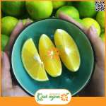 Cam xoàn Lai Vung Đồng Tháp
