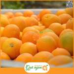 Cam ruột đỏ Đài Loan