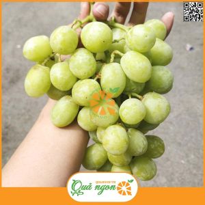 Nho xanh không hạt Mỹ