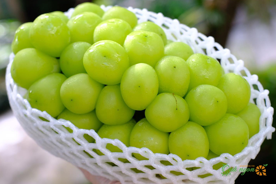 Nho xanh sữa Hàn Quốc