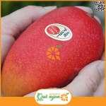 Xoài đỏ Nhật Bản