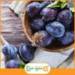 Cherry mận Úc 