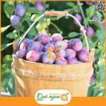 Mận đường Úc 