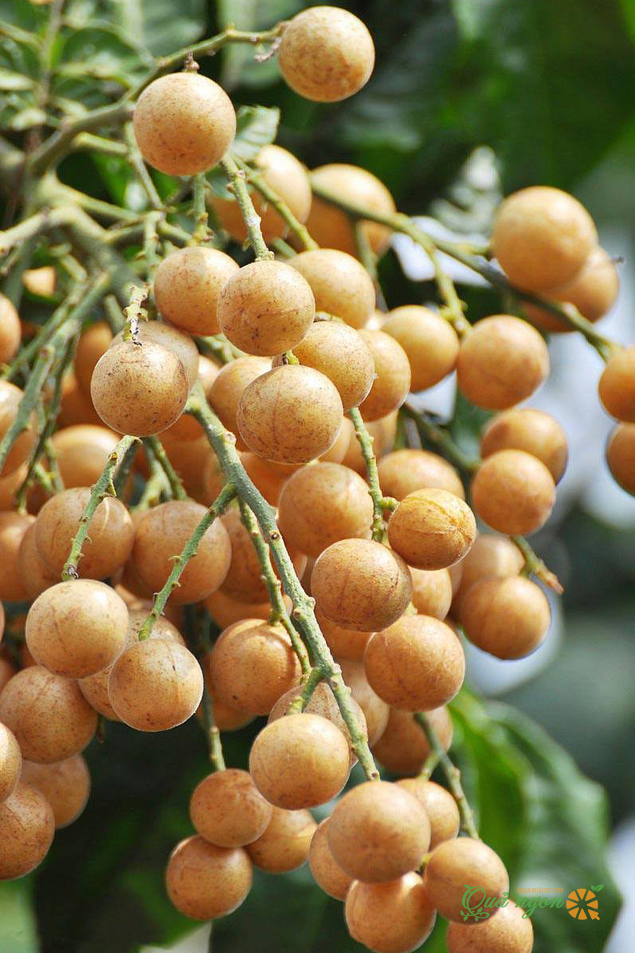 10 Tác dụng tuyệt vời của quả hồng bì đối với sức khỏe