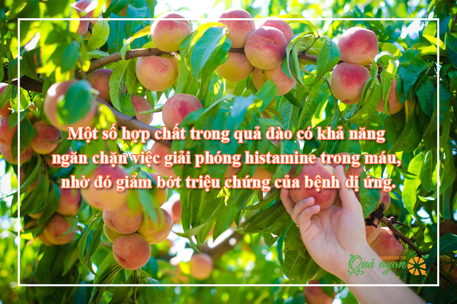 9 Lợi ích sức khỏe tuyệt vời của quả đào mà bạn nên biết
